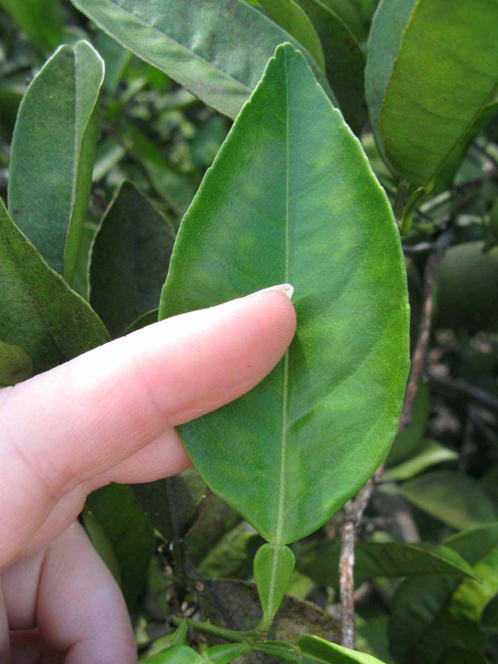              Unifoliolate leaf (Winter Haven, FL)       